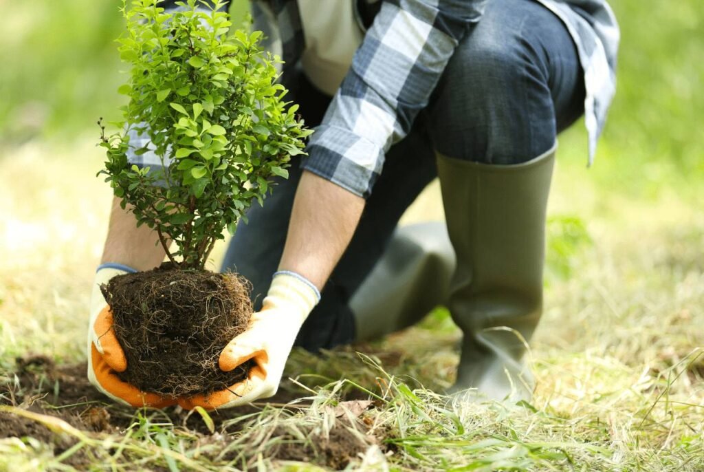 Planting trees as a citizen-led step to fight pollution in India